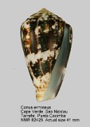 Conus ermineus (2)